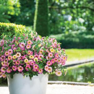 Calibrachoa hybrida 'Chameleon Cherry Banana'