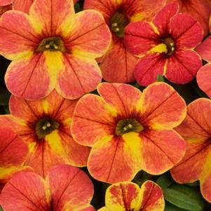 Calibrachoa hybrida 'Chameleon Indian Summer Imp'