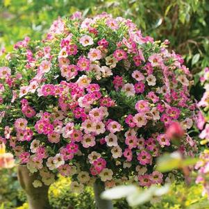 Calibrachoa hybrida 'Chameleon Pink Passion'
