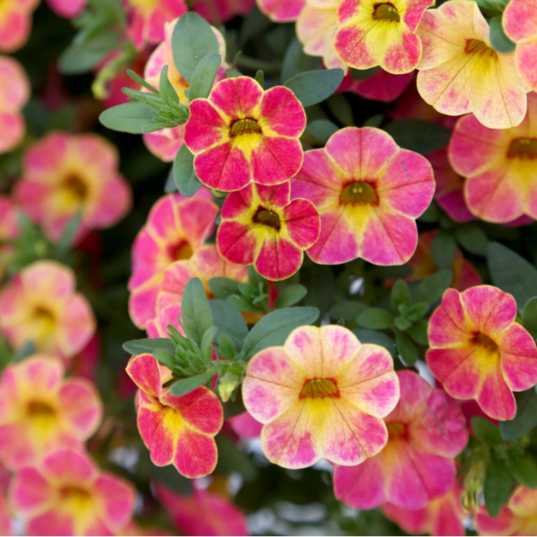 Calibrachoa hybrida 'Chameleon Sunshine Berry'