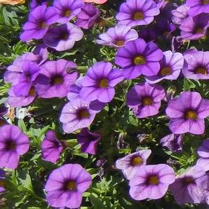 Calibrachoa hybrida 'Million Bells Blue'