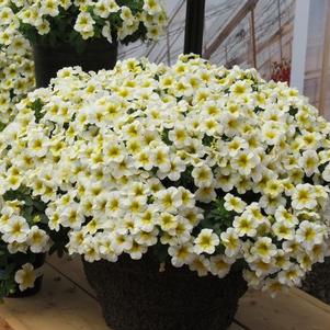 Calibrachoa hybrida 'Million Bells Butter Pop'