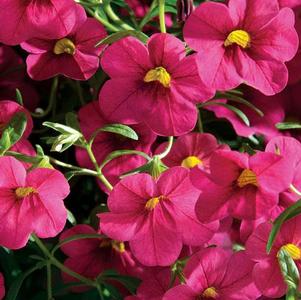 Calibrachoa hybrida 'Million Bells Cherry Pink'