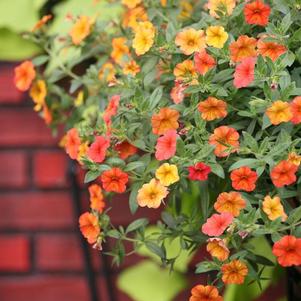 Calibrachoa hybrida 'Million Bells Crackling Fire'