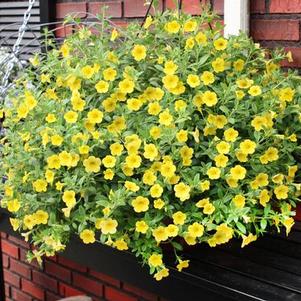 Calibrachoa hybrida 'Million Bells Neon Yellow'