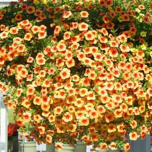 Calibrachoa hybrida 'Million Bells Tera Cotta'