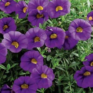Calibrachoa hybrida 'Million Bells Trailing Blue'