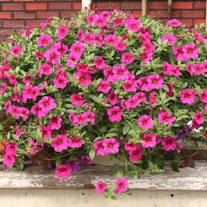 Calibrachoa hybrida 'Million Bells Trailing Magenta'