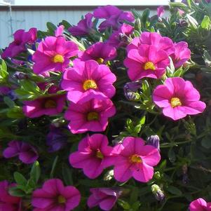 Calibrachoa hybrida 'Million Bells Trailing Pink'