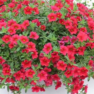 Calibrachoa hybrida 'Million Bells Trailing Red'