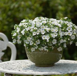 Calibrachoa hybrida 'Million Bells Trailing White'