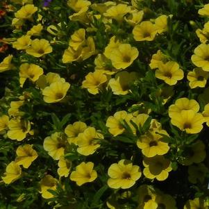 Calibrachoa hybrida 'Million Bells Trailing Yellow'
