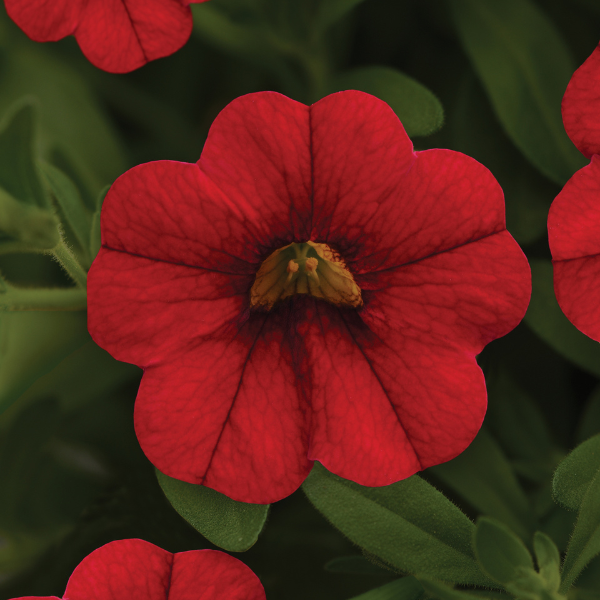 Calibrachoa hybrida 'Minifamous Neo Vampire'