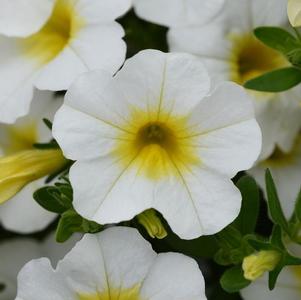 Calibrachoa hybrida 'Minifamous Neo White w/ Yellow Eye'