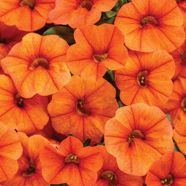 Calibrachoa hybrida 'Superbells Dreamsicle'