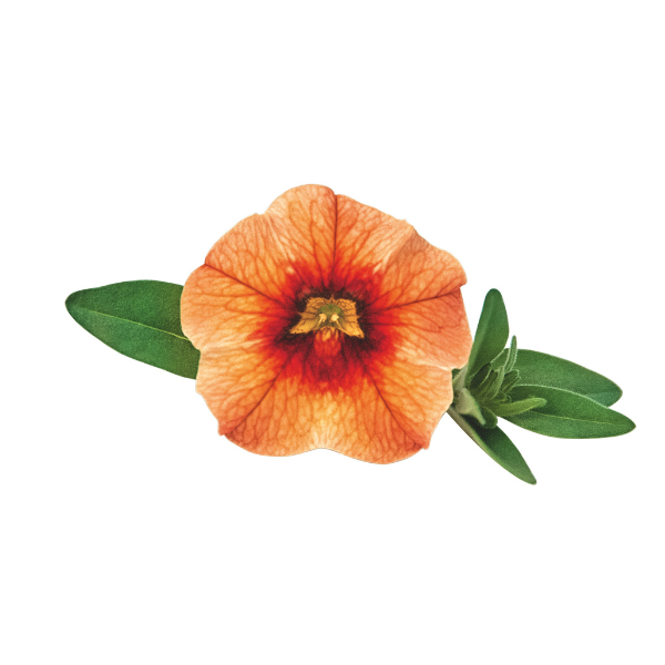 Calibrachoa hybrida 'Unique Mango Punch'