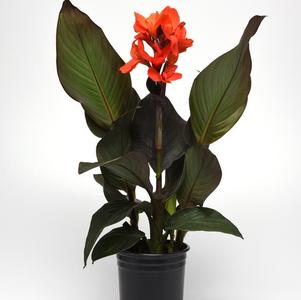 Canna generalis 'Cannova Bronze Orange'