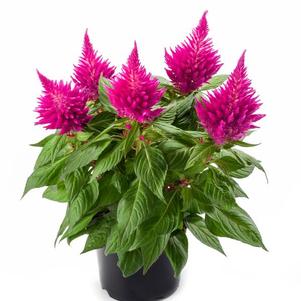 Celosia plumosa 'Kelos Fire Pink'