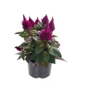 Celosia plumosa 'Kelos Fire Purple'