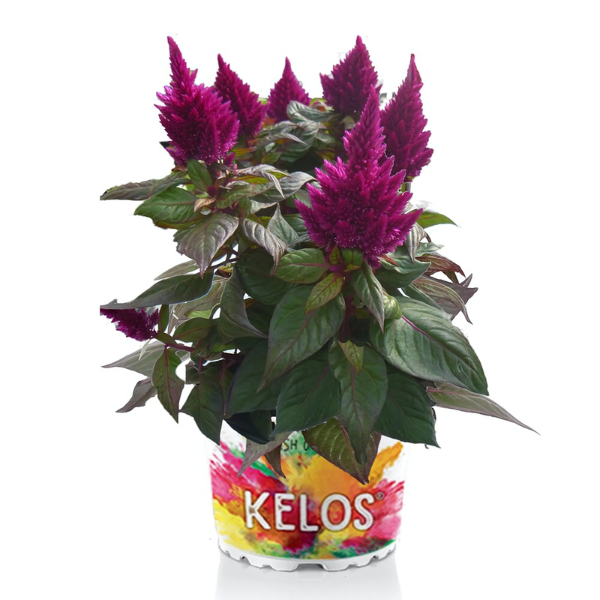 Celosia plumosa 'Kelos Fire Purple'