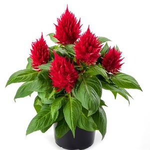 Celosia plumosa 'Kelos Fire Red'