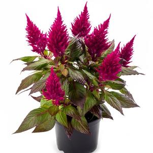 Celosia plumosa 'Kelos Fire Scarlet Imp'