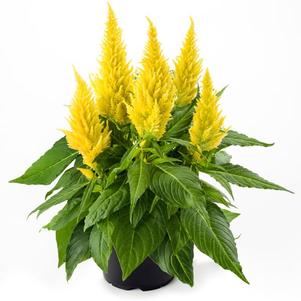 Celosia plumosa 'Kelos Fire Yellow'