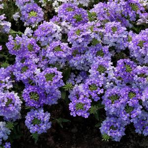 Verbena hybrida 'Lanai Blue Eyes'