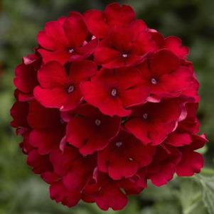 Verbena hybrida 'Lanai Compact Red'