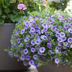 Calibrachoa hybrida 'Minifamous Neo Light Blue'