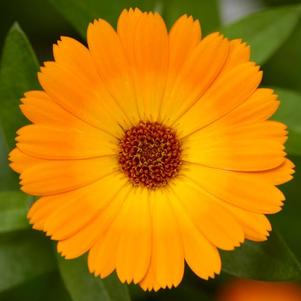 Calendula hybrida 'Caleo Orange'