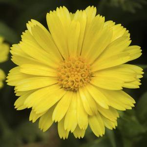 Calendula hybrida 'Caleo Yellow'