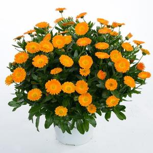 Calendula hybrida 'Cheers Orange'