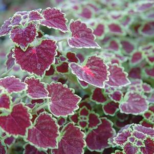 Coleus scutellarioides 'Burgundy Wedding Train'