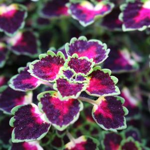 Coleus scutellarioides 'Great Falls Iguazu'