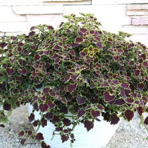 Coleus scutellarioides 'Great Falls Niagara'