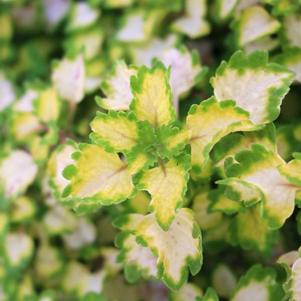 Coleus scutellarioides 'Great Falls Yosemite'