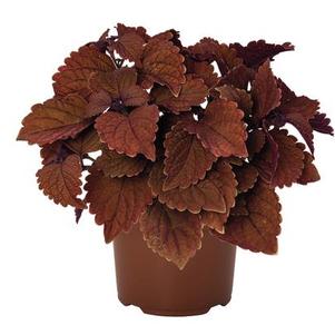 Coleus scutellarioides 'Main Street Abbey Road'