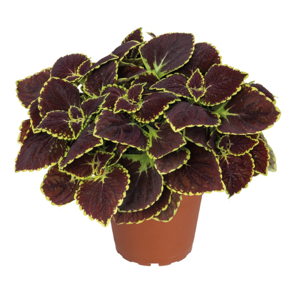 Coleus scutellarioides 'Main Street Broad Street'