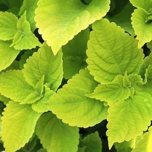 Coleus scutellarioides 'Main Street Chartres Street'