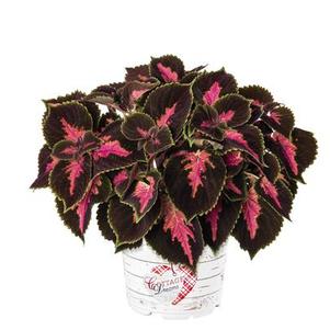 Coleus scutellarioides 'Main Street Fifth Avenue'