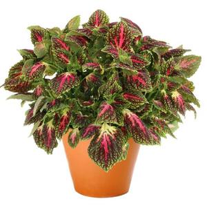 Coleus scutellarioides 'Main Street La Rambla'