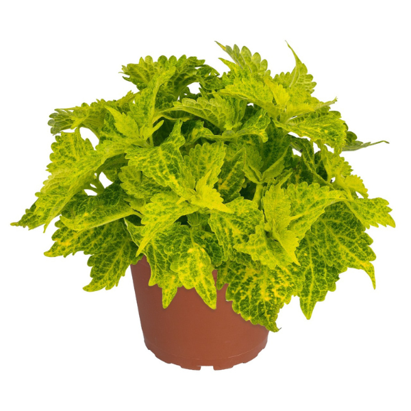 Painted Nettle