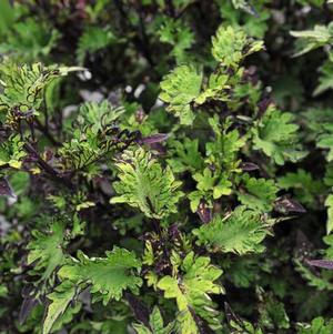 Coleus scutellarioides 'Main Street Rodeo Drive'