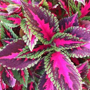 Coleus scutellarioides 'Main Street Ruby Road'