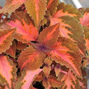 Coleus scutellarioides 'Main Street Sunset Boulevard'