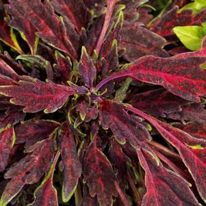 Coleus scutellarioides 'Party Time Burgundy Lancer'