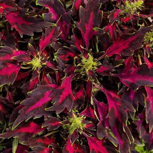 Coleus scutellarioides 'Party Time Red Bolero'
