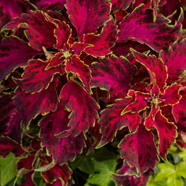 Coleus scutellarioides 'Party Time Ruby Punch'