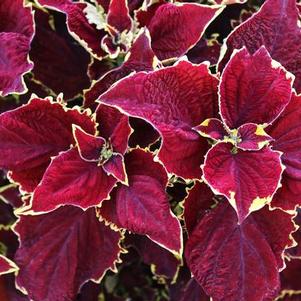 Coleus scutellarioides 'Stained Glassworks Crown Jewel'